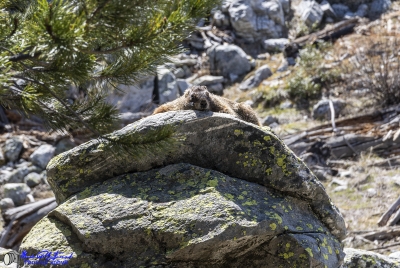 Yellow Bellied Marmots GTNP May 2025